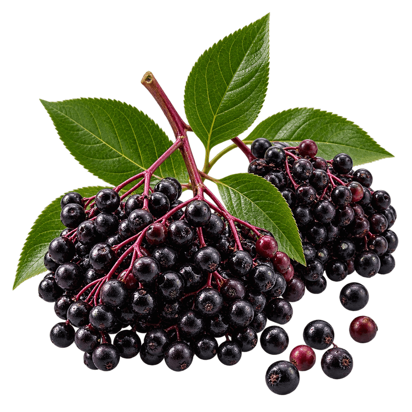 Black elderberry