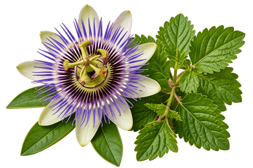 Lemon balm